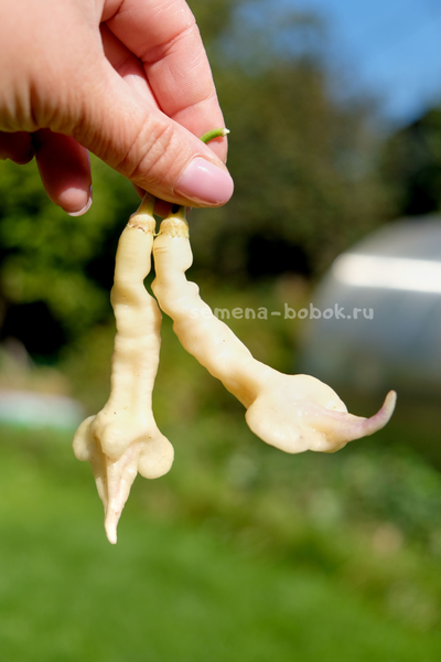 Перец острый Aji Confusion (Ахи Конфуз), 10 шт