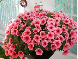 Петуния ампельная, кашпо 3,7 л