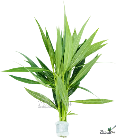 Гигрофила иволистная (ветка)