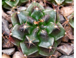 Gymnocalycium bruchii v. niveum VG 536