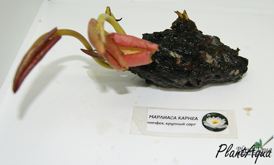 Нимфея Марлиаса Карнеа