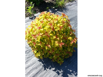 Спирея японская Мерло Стар