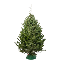 Пихта Фразера 2 - 2,25 м