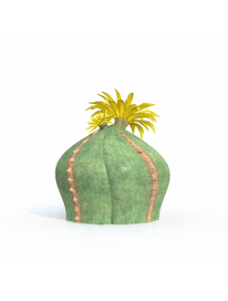 кактусы Астрофитум многорыльцевый-01