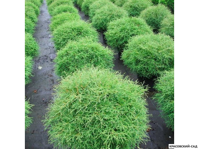 Туя Мистер Боулинг Болл - Mr. Bowling Ball