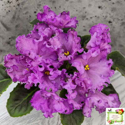 НК-Императорский Сад (Н.Козак) 2019 г. (лонг листва)