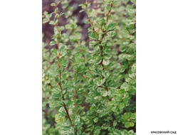 Барбарис Тунберга Kelleris - фото крупным планом - красовский-сад.рф