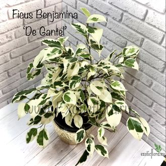 Ficus Benjamina De Gantel / фикус Бенджамина Де гантель