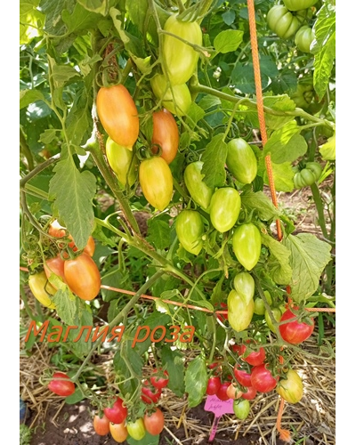 Томат Маглия роза (Maglia rosa)