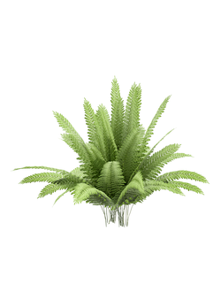 папоротники Папоротник Fern Nephrolepis exaltata