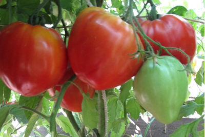 Томат Вова Путин