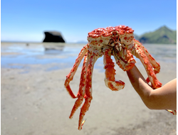 Классический тур на Сахалин. 6 дней.  Июнь - октябрь 2025