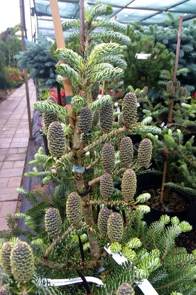 Пихта корейская Silberlocke