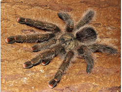 Avicularia aurantiaca