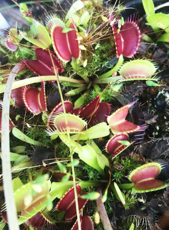 Dionaea muscipula Clone Z-9