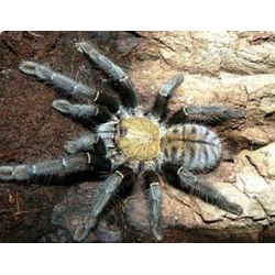 Cyriopagopus schioedtei