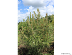 Сосна Желтая - Pinus Ponderosa