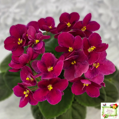 Mac’s Paisley Pattern (G.McDonald)