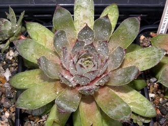 Sempervivum 'PURDY’S 70-40’ - розетка