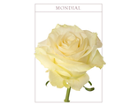 Роза белая Мондиаль - Mondial