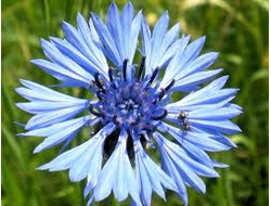 Василёк масляный экстракт