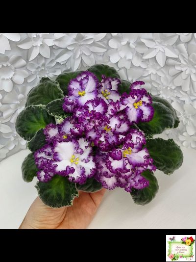 АВ-Навсегда (Фиалковод) 2021 г. (лист посажен 03.11.25)