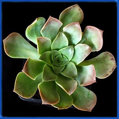Aeonium ciliatum