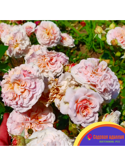 Марлен Шарелл (Marlene Charell)