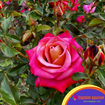 Мишель Дрюкер (Michel Drucker)