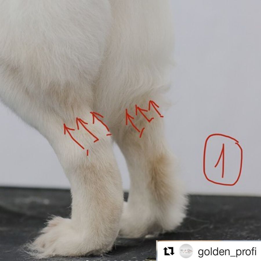 Стрижка задних лап - этап 1