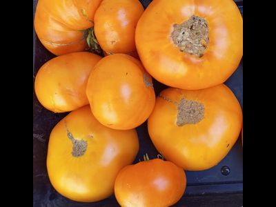 Томат Шелленберга Любимые (Schellenberg’s Favorite)