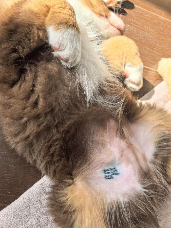 Красивое клеймо на пузике