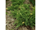 Можжевельник китайский Expanca Variegata, C5