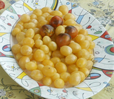 Томат Сумасшедшие вишни Барри (Barry's crazy cherry)