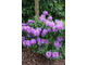 Рододендрон Catawbiense Grandiflorum