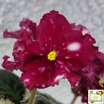 Rivermist Zeeva (J. Baker) (лист посажен 27/01/26)