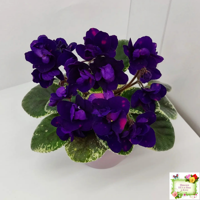 Mac's Smoldering Sapphire (G.McDonald)