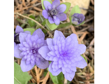Hepatica nobilis Plena