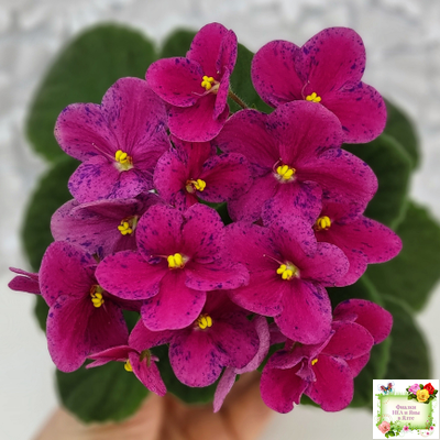 Mac’s Paisley Pattern (G.McDonald)