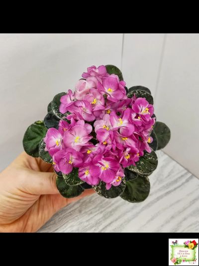 ML-Мама Ирочка (Miniviolets Lux) 2023 г.