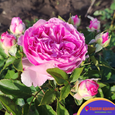 Фройлен Мария (Fraulein Maria)