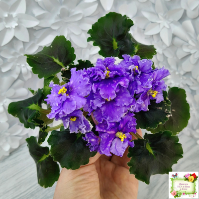 Nik-Звезды над Фиджи (Н. Булко) 2024 г.