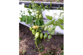 Детерм. Маргарет в ОГ, 50 см. 30 июля