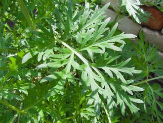 Полынь лимонная (Artemisia balchanorum), трава (5 мл) - 100% натуральное эфирное масло