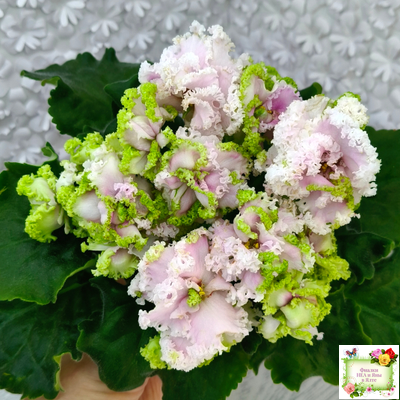 ЛЕ-Денди (Е. Лебецкая) 2011 г.