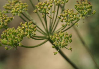 Ангелика Glauca корень (Angelica glauca) 2 г - 100% натуральное эфирное масло