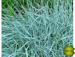 КОЛОСНЯК ЭЛИМУС ГОЛУБОЙ саженец 2 года