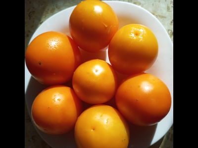 Томат Гном Лапа кенгуру желтый (Dwarf Kangaroo Paw Yellow)