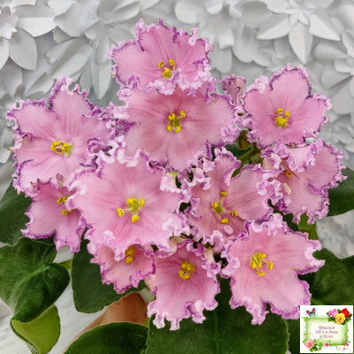 Nik-Хмельное Лето (Н. Булко) 2022 г. (крупная детка)