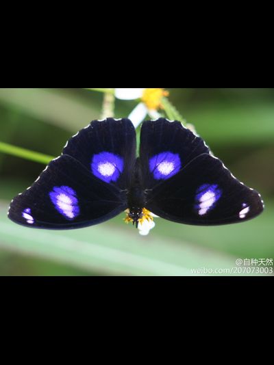 Салют 5 бабочек одного вида